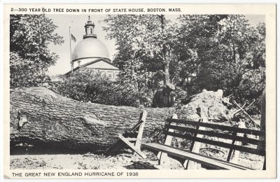 Great New England Hurricane of 1938 2 - 300 Year Old Tree Down in Boston