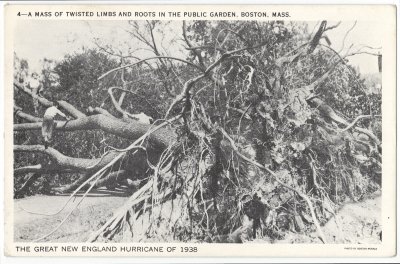 Great New England Hurricane of 1938 4 - A Mass of Twisted Roots in Public Garden
