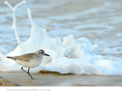 2012-3 clamflats calendar Nov