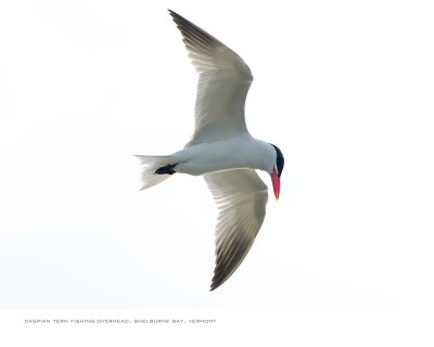 2012-3 clamflats calendar Jun