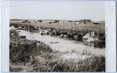 Horseneck Beach, South Westport, Mass. (cattle)