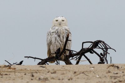 Snowy Owl in the Rain, Martha's Vineyard