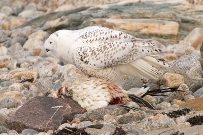 Snowy Owl individual no. 1, eating Northern Gannet