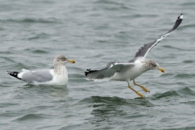 Lesser Black-Backed Gull (individual no. 2) with herring gull