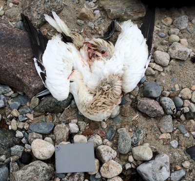 northern gannet carcass