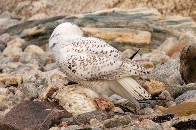 snowy feeding