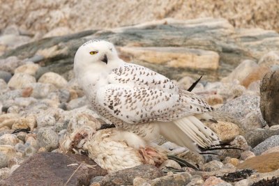 snowy feeding