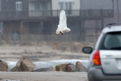 snowy flying with prey
