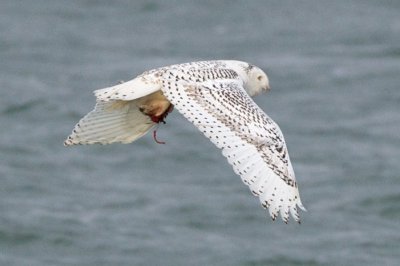 snowy flying with prey