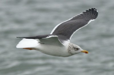 Lesser Black-Backed Gull
