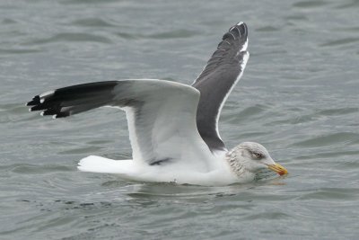 Lesser Black-Backed Gull