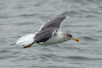 Lesser Black-Backed Gull