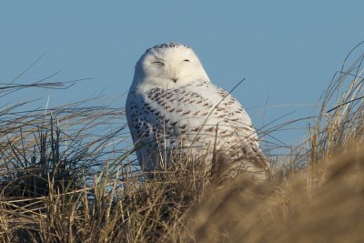 Snowy Owl on dune Dec 27