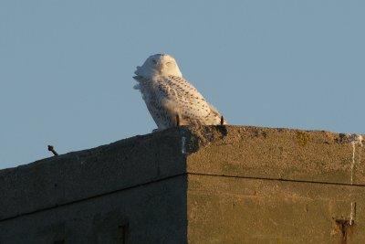 Snowy Owl on tower Dec 27