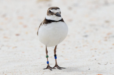 banded Wilson's Plover no. 1, St George Island