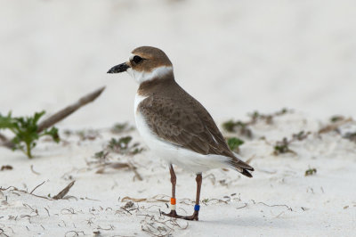 banded Wilson's Plover no. 2, St George Island