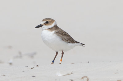 banded Wilson's Plover no. 2, St George Island