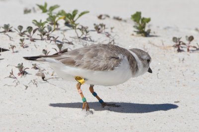 banded Piping Plover COO, St George Island