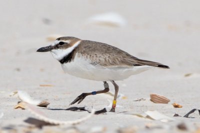 Panhandle Wilson's Plovers