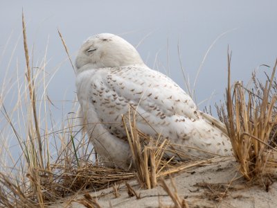 Crane Beach snowy owl Apr 2014