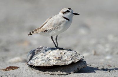 Snowy Plover Sanibel