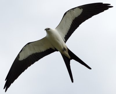 Swallow-Tailed Kite overhead