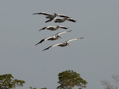 White Pelicans