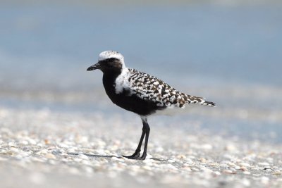 Black-Bellied Plover