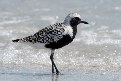 Black-Bellied Plover