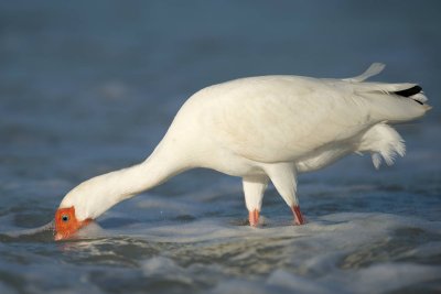 White Ibis