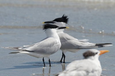 Sandwich Terns