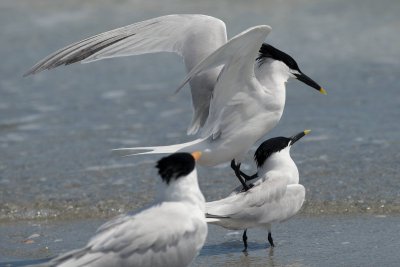 Sandwich Terns