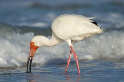 White Ibis