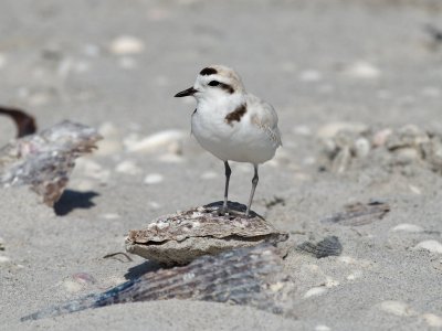 Snowy Plover