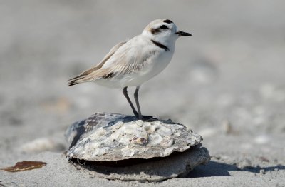 Snowy Plover