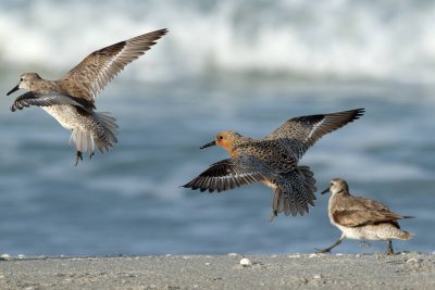Red Knots