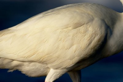 White Ibis close-up