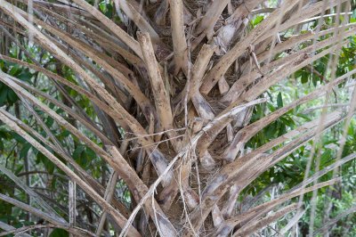 Cabbage Palm