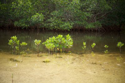 Mangroves getting started