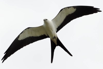 Swallow-Tailed Kite