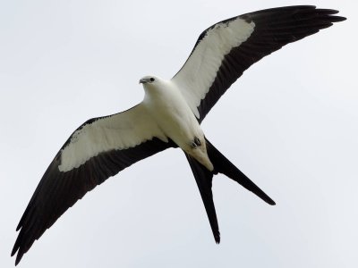 Swallow-Tailed Kite