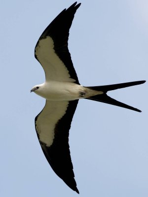 Swallow-Tailed Kite