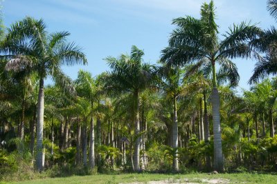 palm plantation at Bokeelia