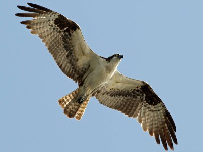 Osprey