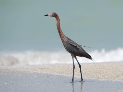 Reddish Egret