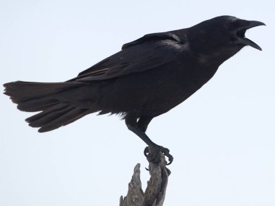 Fish Crow