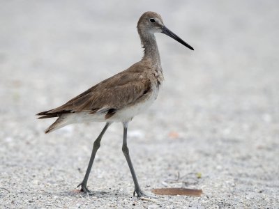 lanky Willet