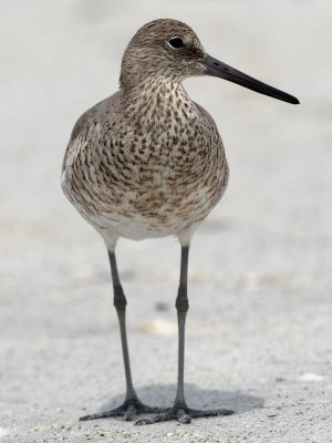 Willet