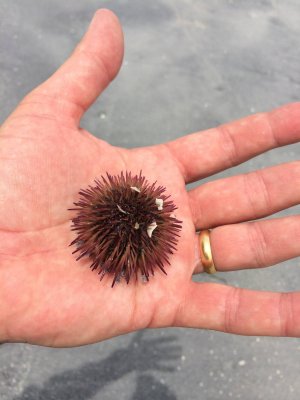 Sea Urchin