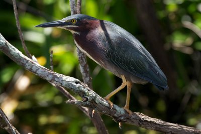 Green Heron